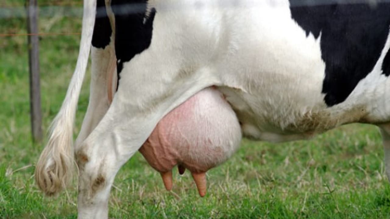 பசு மாட்டைத் தாக்கும் இரண்டு முக்கியமான நோய்களும் அவற்றிற்கான தீர்வுகளும்... பசு மாட்டைத் தாக்கும் இரண்டு முக்கியமான நோய்களும் அவற்றிற்கான தீர்வுகளும்...