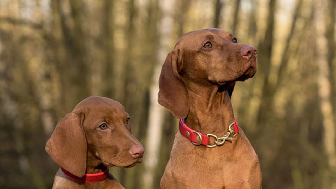 Column: Fur Or Feather, We Belong Together Column: Fur Or Feather, We Belong Together