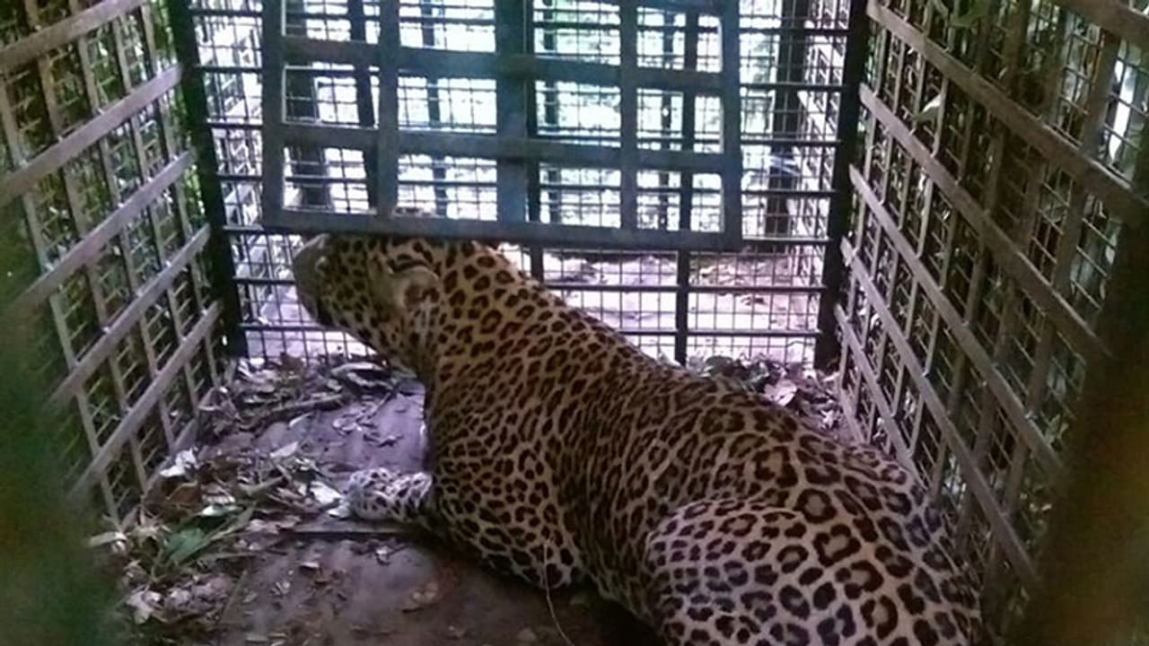 വാല്പാറയില് നാലുവയസുകാരനെ കടിച്ച് കൊന്ന പുലി പിടിയില് വാല്പാറയില് നാലുവയസുകാരനെ കടിച്ച് കൊന്ന പുലി പിടിയില്