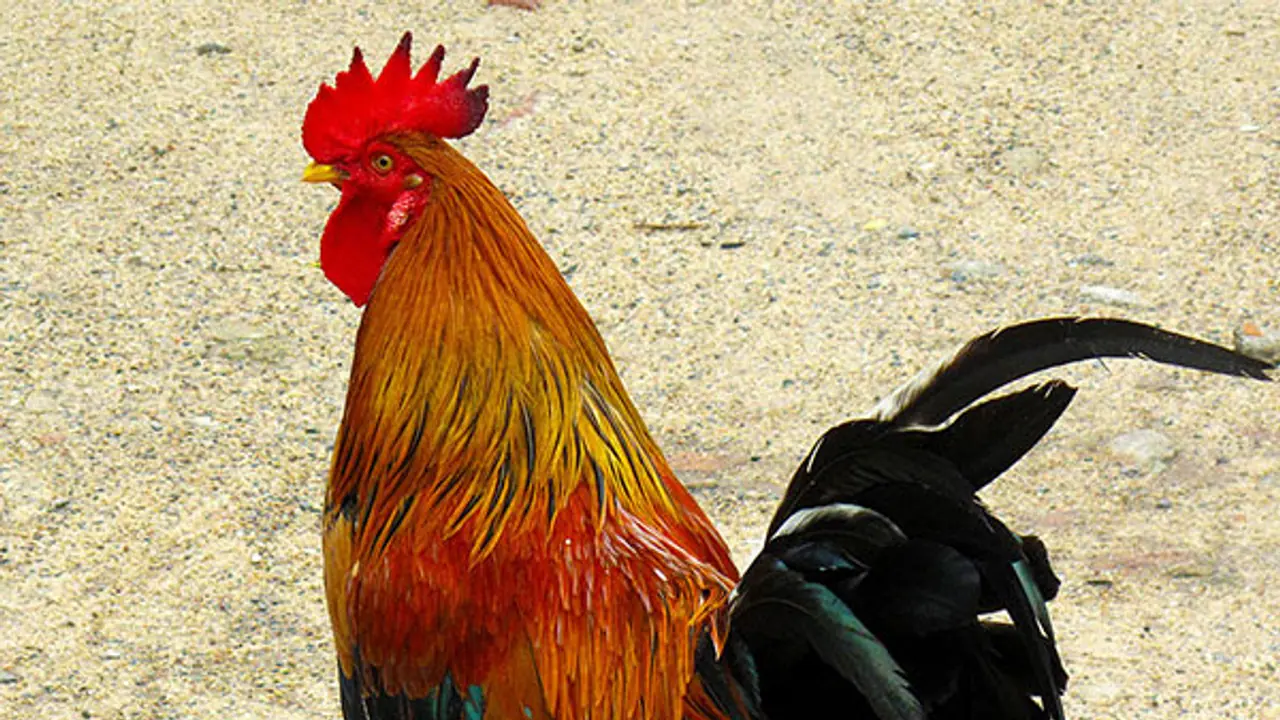 An ordinary rooster auctioned for ₹ 22,500 in Kerala town An ordinary rooster auctioned for ₹ 22,500 in Kerala town