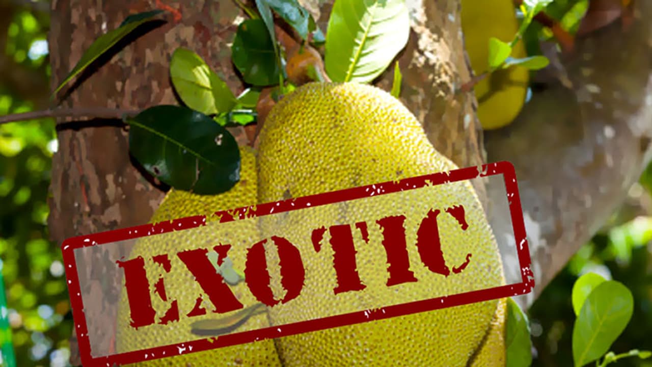 ചക്ക പ്രമേഹരോഗം തടയുമോ?; സത്യം ഇതാണ് ചക്ക പ്രമേഹരോഗം തടയുമോ?; സത്യം ഇതാണ്