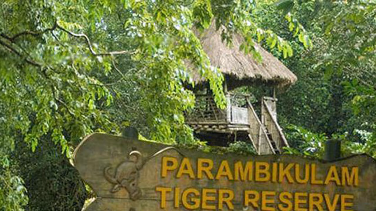 കാടറിയാന് നിയമസഭാ സാമാജികര്; വനംമന്ത്രിയും എംഎല്എമാരും പറമ്പിക്കുളത്തേക്ക് കാടറിയാന് നിയമസഭാ സാമാജികര്; വനംമന്ത്രിയും എംഎല്എമാരും പറമ്പിക്കുളത്തേക്ക്