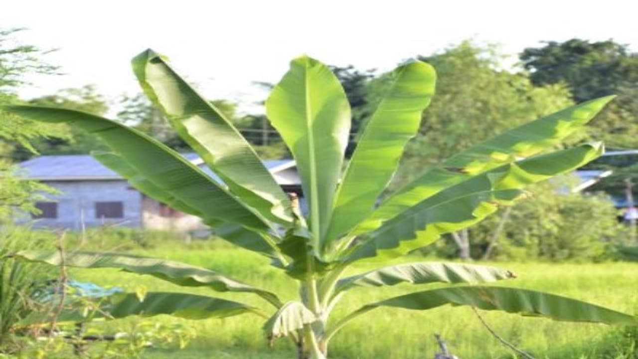 கூன் வண்டிடம் இருந்து வாழையை காப்பாற்ற இதுதான் வழிகள்... கூன் வண்டிடம் இருந்து வாழையை காப்பாற்ற இதுதான் வழிகள்...