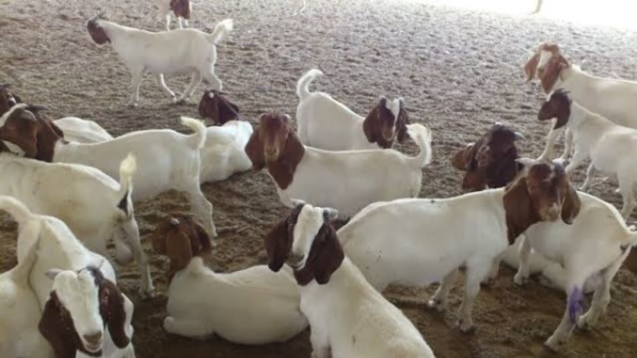 ஆடுகளுக்கு குடற்புழு நீக்கம் செய்யும்போது இதையெல்லாம் கட்டாயம் கவனிக்கணும்... ஆடுகளுக்கு குடற்புழு நீக்கம் செய்யும்போது இதையெல்லாம் கட்டாயம் கவனிக்கணும்...