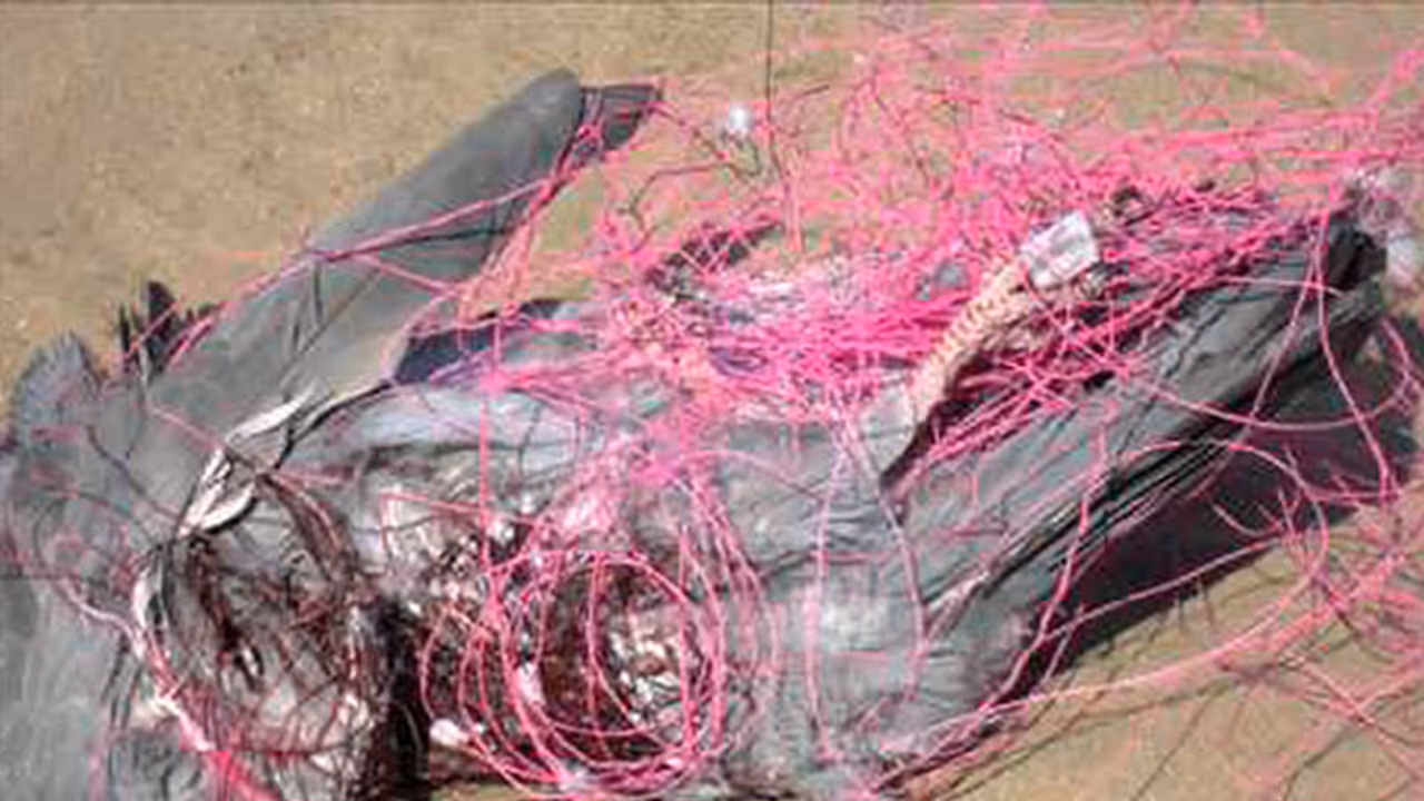 BBMP's failure leads to five deaths every day BBMP's failure leads to five deaths every day