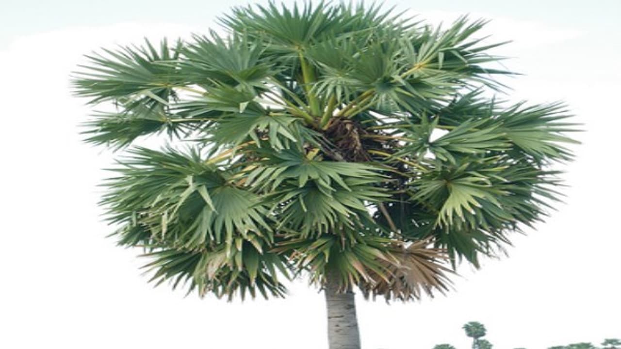 பனை மரத்தில் மொத்தம் எத்தனை வகைகள் இருக்குனு இதை வாசிச்சு தெரிஞ்சுக்குங்க….