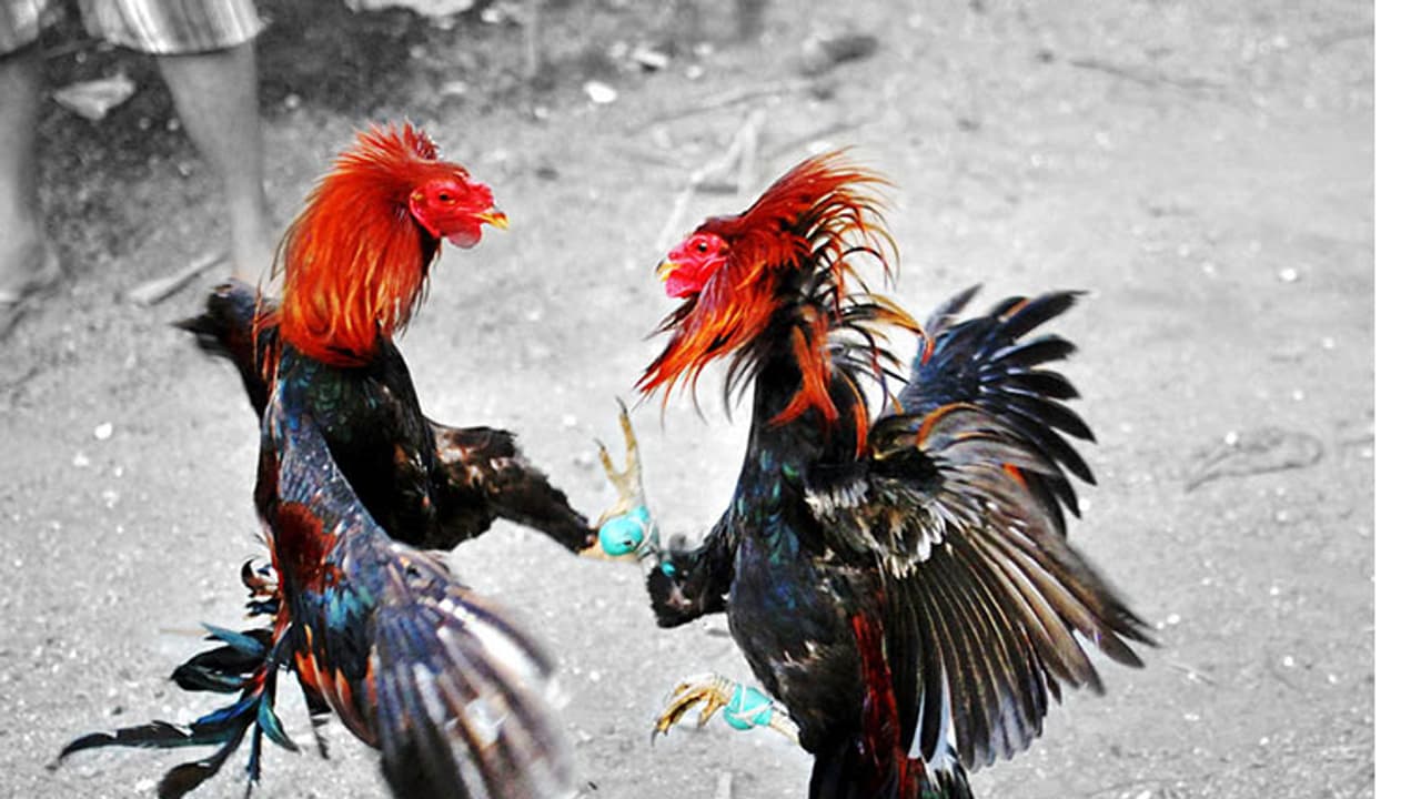 കോഴിയങ്കം പിടിക്കാനെത്തി; അങ്കക്കോഴിയുടെ പയറ്റില്‍ പൊലീസുകാരന് സാരമായ പരിക്ക്