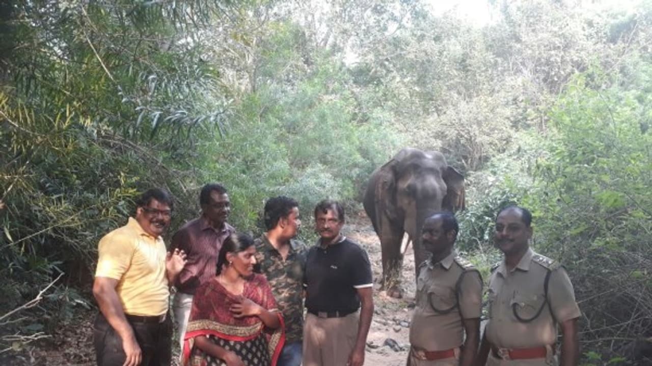 ஆபரேஷன் சக்ஸஸ் ஆனா யானை செத்துடுச்சு: வனத்துறையை குடையும் விடையில்லா கேள்விகள்... ஆபரேஷன் சக்ஸஸ் ஆனா யானை செத்துடுச்சு: வனத்துறையை குடையும் விடையில்லா கேள்விகள்...