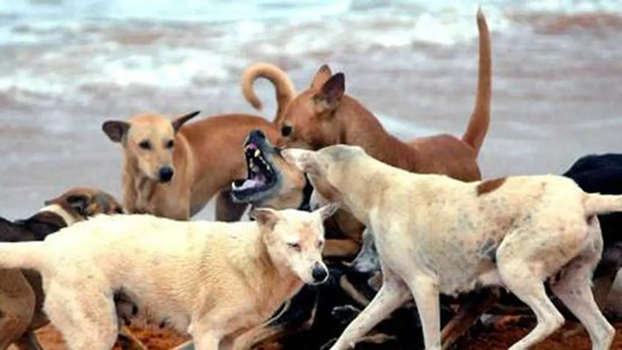 ആലപ്പുഴ നഗരത്തെ കിടുക്കിയ 'പ്രേതശല്യം' തീര്‍ത്ത് തെരുവ് നായ