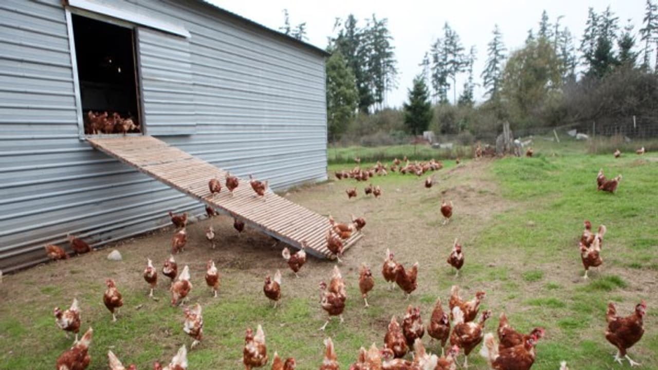 இயற்கை வழி கோழி பண்ணை அமைக்க என்னவெல்லாம் தேவை. தெரிஞ்சுக்க வாசிங்க... இயற்கை வழி கோழி பண்ணை அமைக்க என்னவெல்லாம் தேவை. தெரிஞ்சுக்க வாசிங்க...