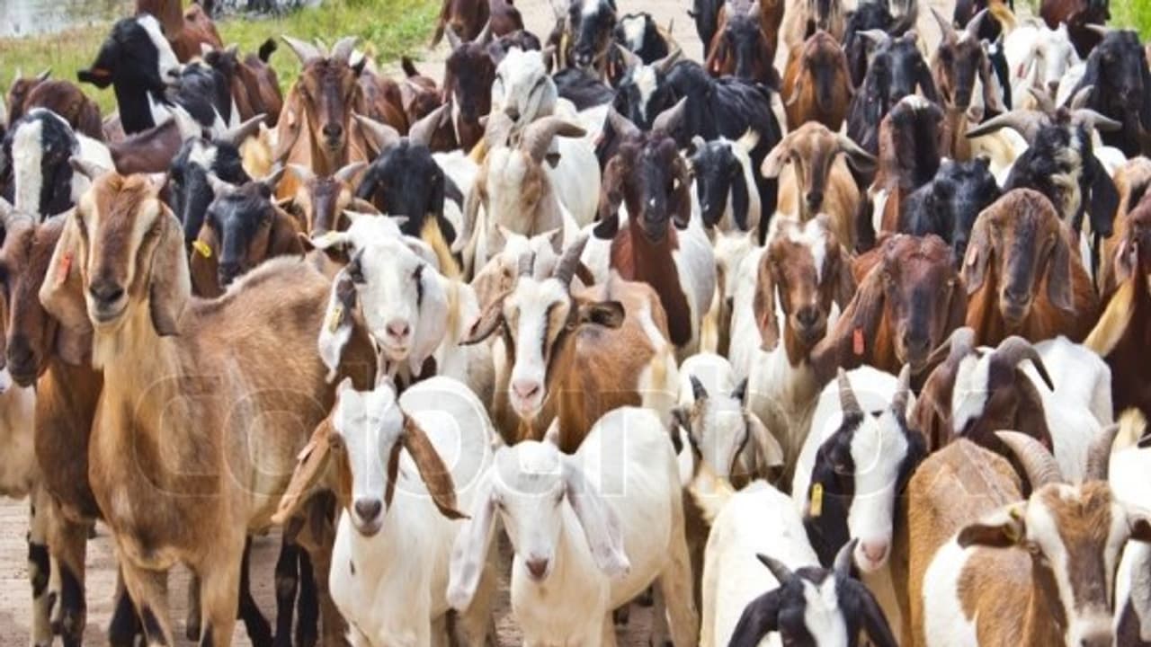 ஆடுகளை வெகுவாக தாக்கும் நோய்களும் அவற்றை தடுக்கும் முறைகளும்... ஆடுகளை வெகுவாக தாக்கும் நோய்களும் அவற்றை தடுக்கும் முறைகளும்...