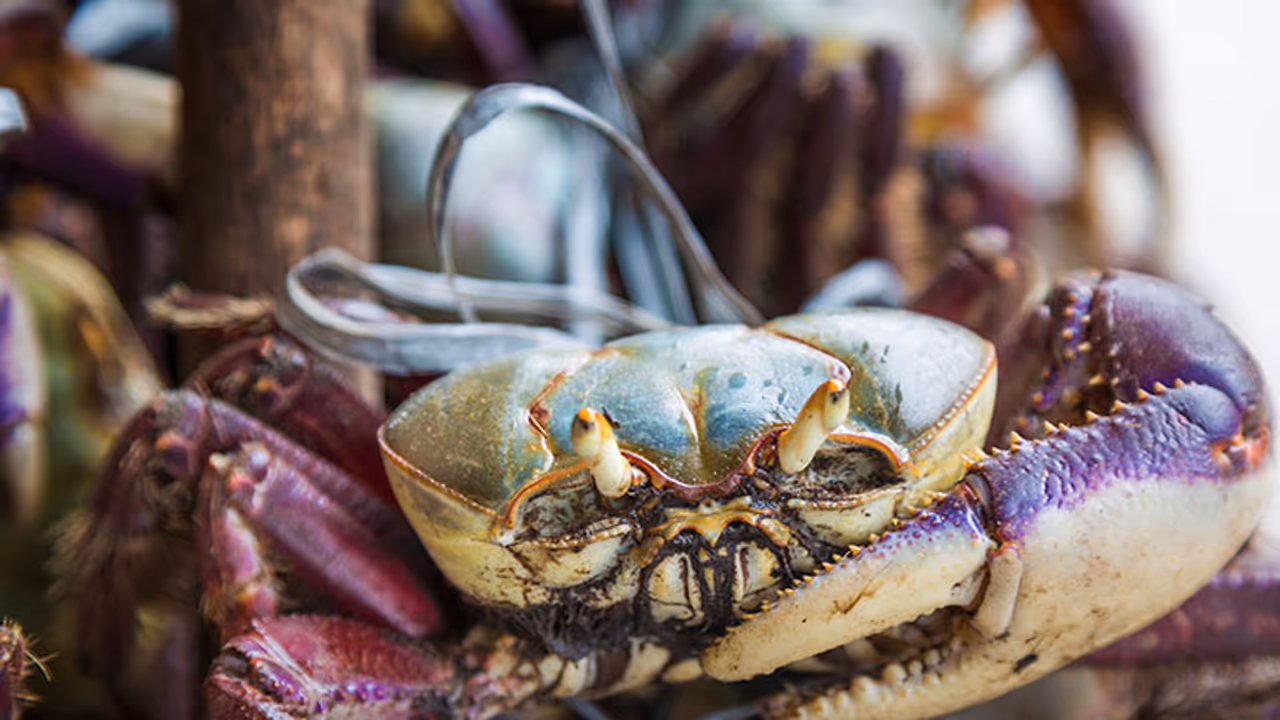 New tree living crab species found in Kerala New tree living crab species found in Kerala