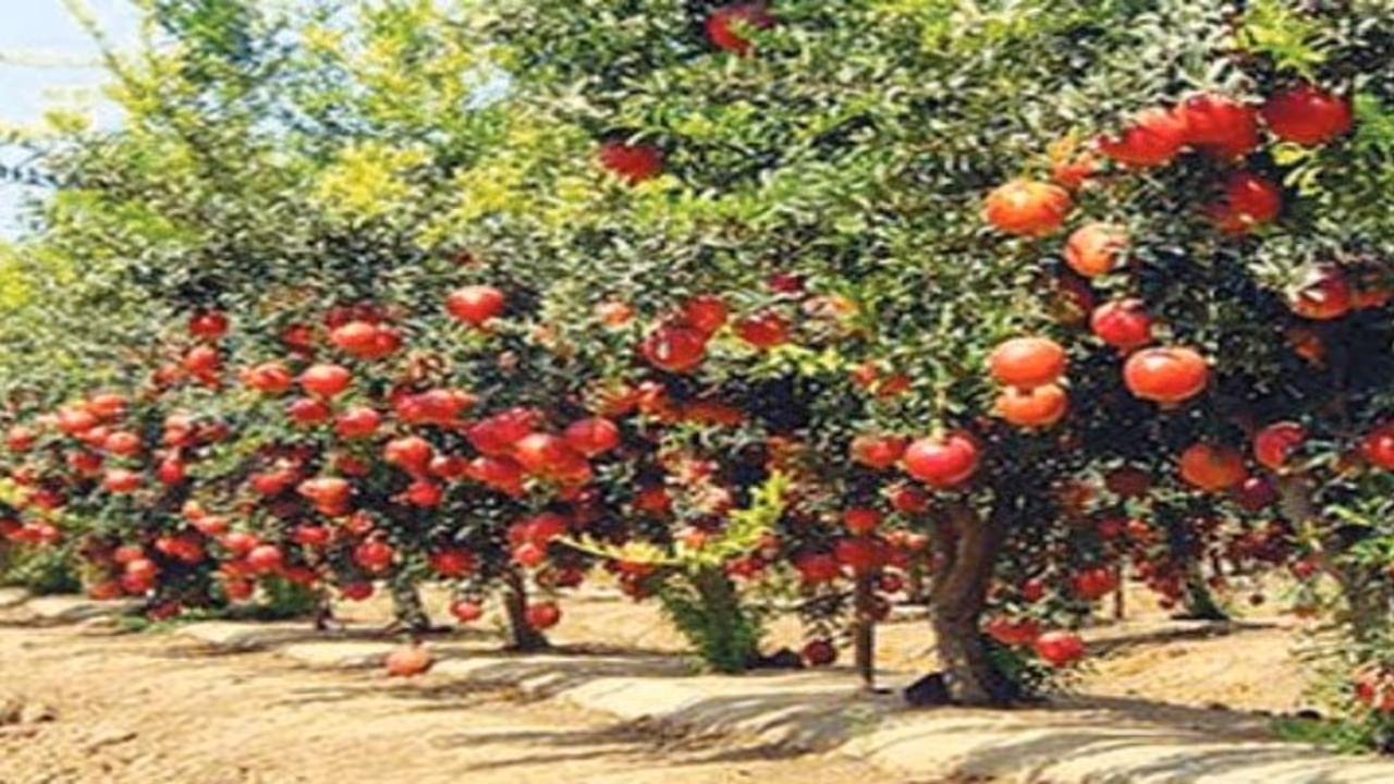 ರೈತರಿಗೆ ಬ್ಯಾಂಕಿಂದ ಆಸ್ತಿ ಹರಾಜು ನೋಟಿಸ್ ರೈತರಿಗೆ ಬ್ಯಾಂಕಿಂದ ಆಸ್ತಿ ಹರಾಜು ನೋಟಿಸ್
