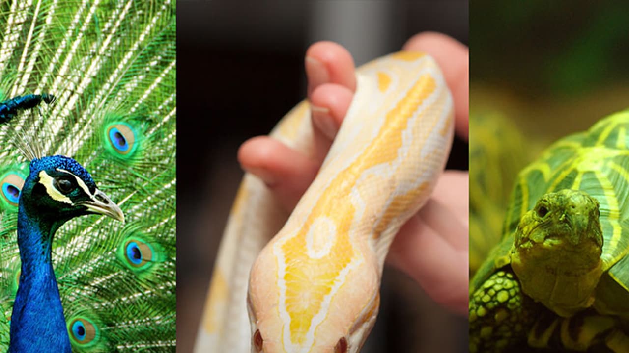 Peacocks, snakes are caged as exotic pets in Kochi Peacocks, snakes are caged as exotic pets in Kochi