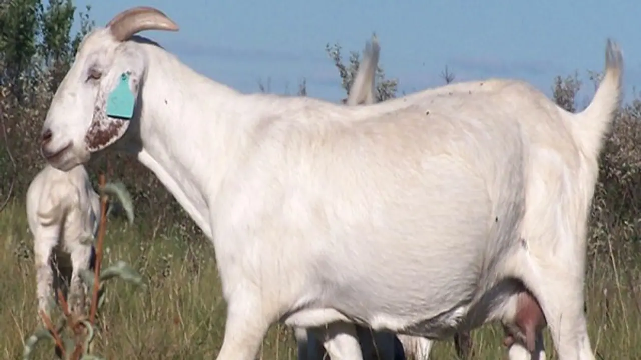  ஆடுகளுக்கு பச்சை குத்தி அடையாளங்கள் ஏற்படுத்துவது ஏன் தெரியுமா?