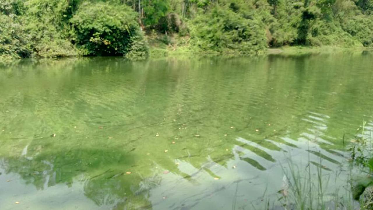 ബ്ലൂഗ്രീന് ആല്ഗ: ശുദ്ധീകരിക്കാത്ത ജലം വിതരണം ചെയ്യുന്നതായി പരാതി ബ്ലൂഗ്രീന് ആല്ഗ: ശുദ്ധീകരിക്കാത്ത ജലം വിതരണം ചെയ്യുന്നതായി പരാതി