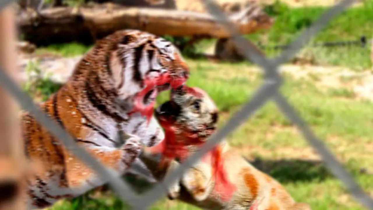 യജമാനനെ രക്ഷിക്കാന് പൊരുതി സ്വന്തം ജീവിതം ബലിയര്പ്പിച്ച നായ യജമാനനെ രക്ഷിക്കാന് പൊരുതി സ്വന്തം ജീവിതം ബലിയര്പ്പിച്ച നായ