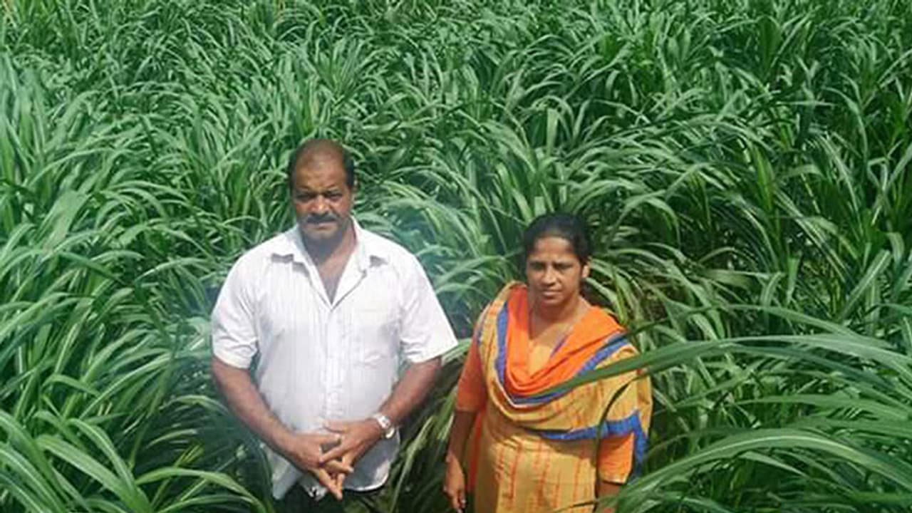 ഇവര്ക്ക് വരുമാനം 'പുല്ലാണ് ' ഇവര്ക്ക് വരുമാനം 'പുല്ലാണ് '