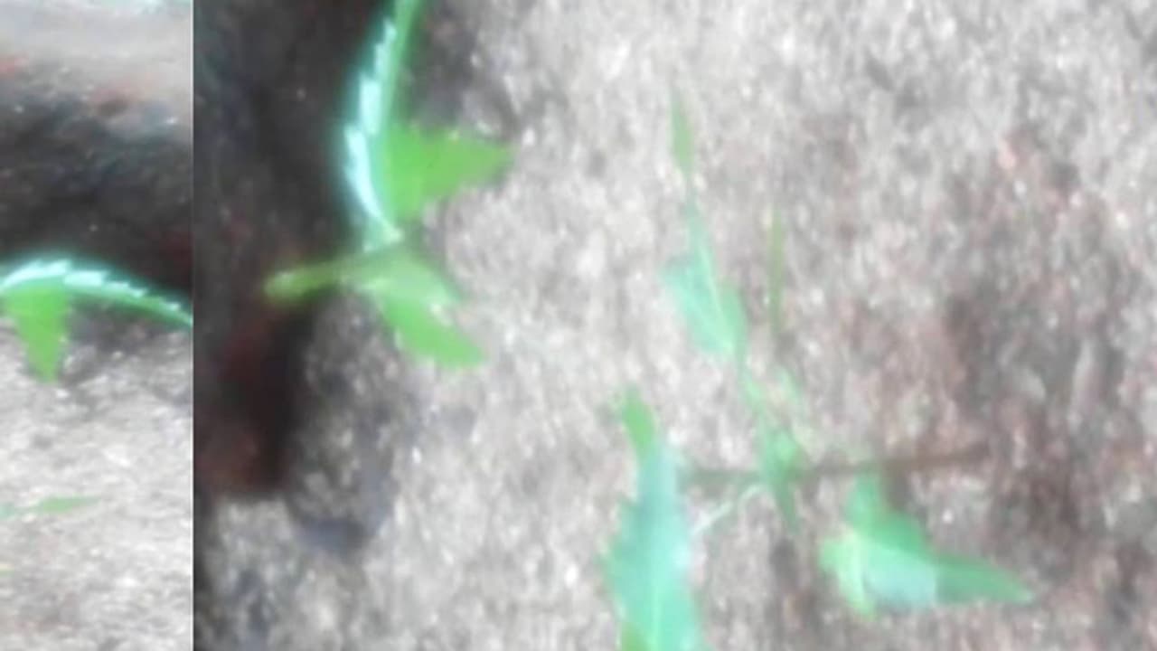 ಗಿರಿಗಟ್ಲೆಯಂತೆ ತಿರುಗುತ್ತದೆ ಬೇವಿನ ಗಿಡ: ಯಾರಿಗೂ ಗಿಡವನ್ನು ಮುಟ್ಟುವ ಧೈರ್ಯವಿಲ್ಲ ಗಿರಿಗಟ್ಲೆಯಂತೆ ತಿರುಗುತ್ತದೆ ಬೇವಿನ ಗಿಡ: ಯಾರಿಗೂ ಗಿಡವನ್ನು ಮುಟ್ಟುವ ಧೈರ್ಯವಿಲ್ಲ