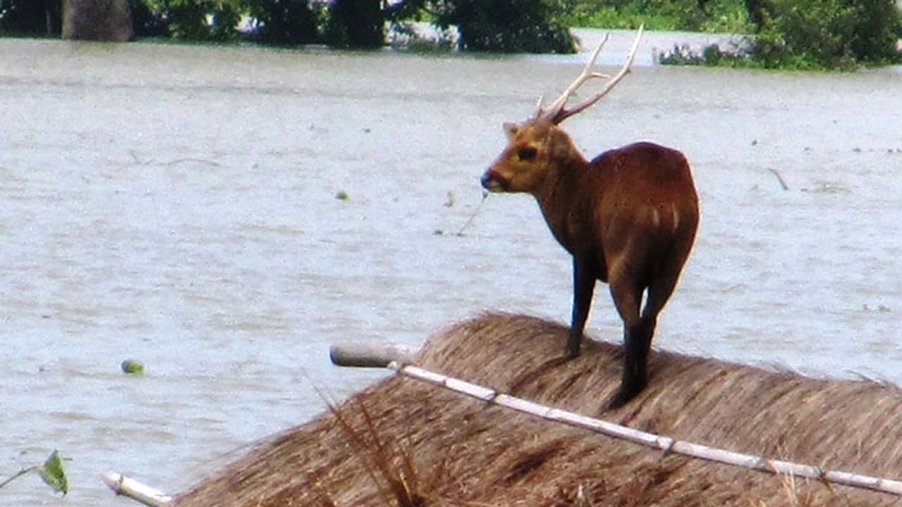 അസമിൽ കനത്ത മഴ; കാസിരംഗ നാഷണൽ പാർക്കിൽ വെള്ളം കയറി അസമിൽ കനത്ത മഴ; കാസിരംഗ നാഷണൽ പാർക്കിൽ വെള്ളം കയറി