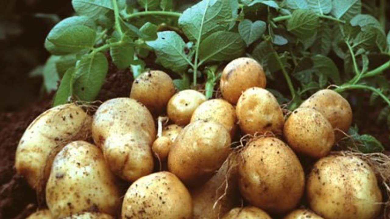 உருளைக்கிழங்கில் ஏற்படும் கருகல் நோயை களைய எதிர்ப்பு மரபணுக்களை பயன்படுத்தலாம்… உருளைக்கிழங்கில் ஏற்படும் கருகல் நோயை களைய எதிர்ப்பு மரபணுக்களை பயன்படுத்தலாம்…