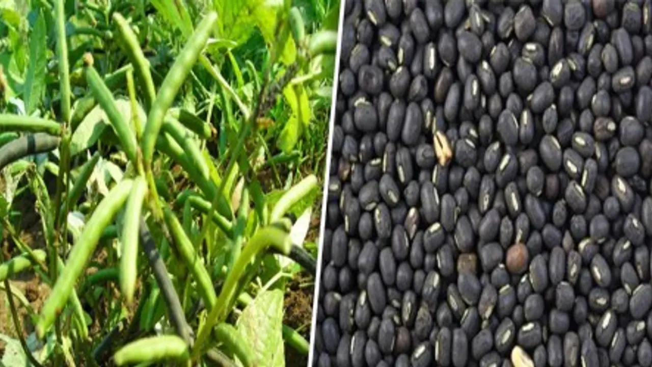 உளுந்து சாப்பிடுவதால் ஏற்படும் நன்மைகள்: உளுந்து சாப்பிடுவதால் ஏற்படும் நன்மைகள்: