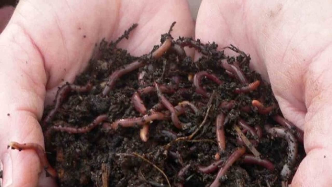 மண்புழு உரத்தைப் பயன்படுத்துவதால் கிடைக்கும் நன்மைகளின் பட்டியல் இதோ... மண்புழு உரத்தைப் பயன்படுத்துவதால் கிடைக்கும் நன்மைகளின் பட்டியல் இதோ...