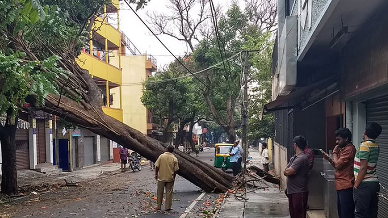 Bengaluru rains: 40 kites lose their life, home as 250 year old fig tree crashes down