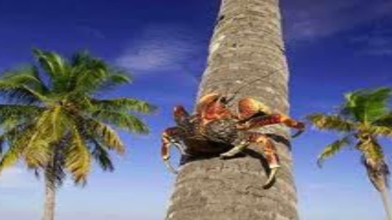 தென்னை மரத்தை அதிகமாக தாக்கும் காண்டாமிருக வண்டை கட்டுப்படுத்துவது எப்படி? தென்னை மரத்தை அதிகமாக தாக்கும் காண்டாமிருக வண்டை கட்டுப்படுத்துவது எப்படி?