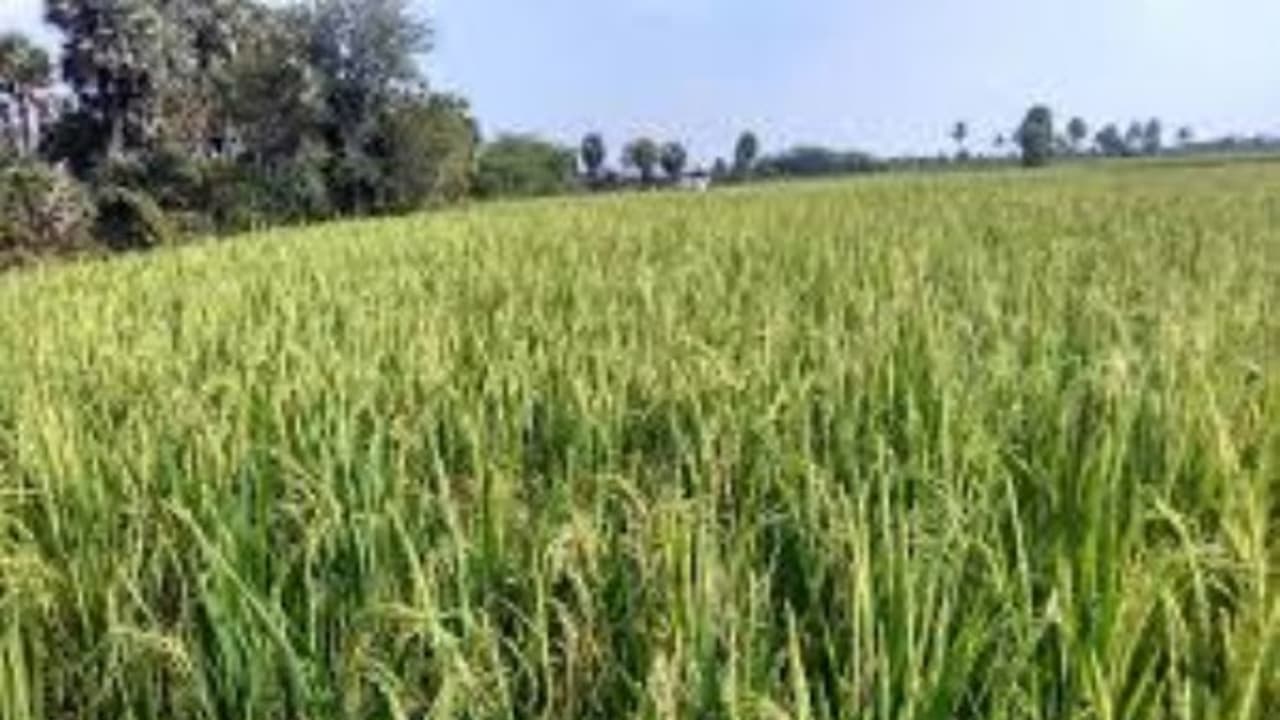 நிலங்களுக்கு பசுந்தாள் உரமிடுவதால் இவ்வளவு நன்மைகளா? நிலங்களுக்கு பசுந்தாள் உரமிடுவதால் இவ்வளவு நன்மைகளா?