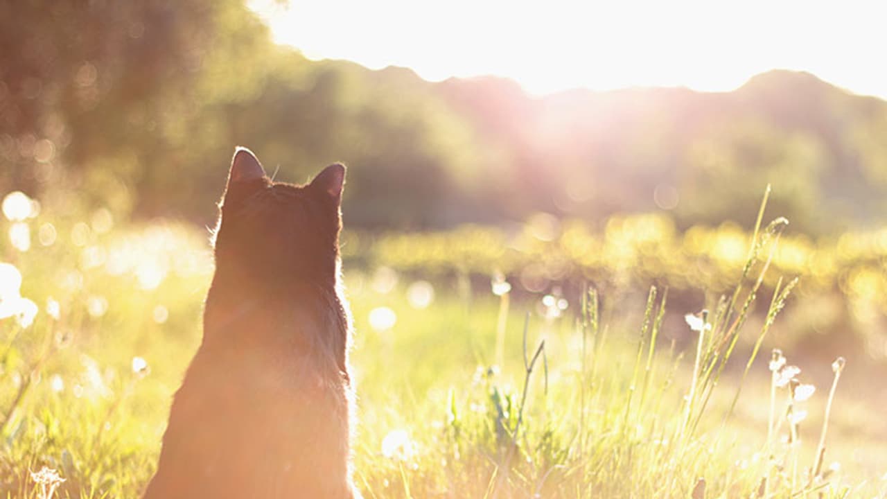 Here’s something special for you and your furry friends!