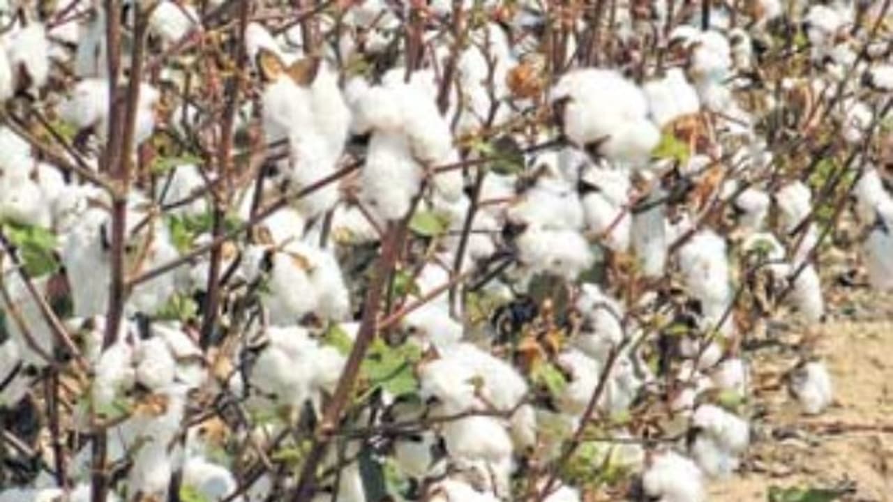 பயிர்களை பாதுகாக்க உதவும் ஒருங்கிணைந்த பயிர் பாதுகாப்பு வழிகள்... பயிர்களை பாதுகாக்க உதவும் ஒருங்கிணைந்த பயிர் பாதுகாப்பு வழிகள்...