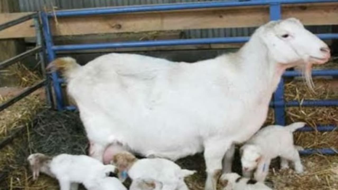 பிறந்த ஆட்டுக் குட்டிகளின் பராமரிப்புக்காக இந்த நடைமுறைகளை மேற்கொள்ளலாம்... பிறந்த ஆட்டுக் குட்டிகளின் பராமரிப்புக்காக இந்த நடைமுறைகளை மேற்கொள்ளலாம்...