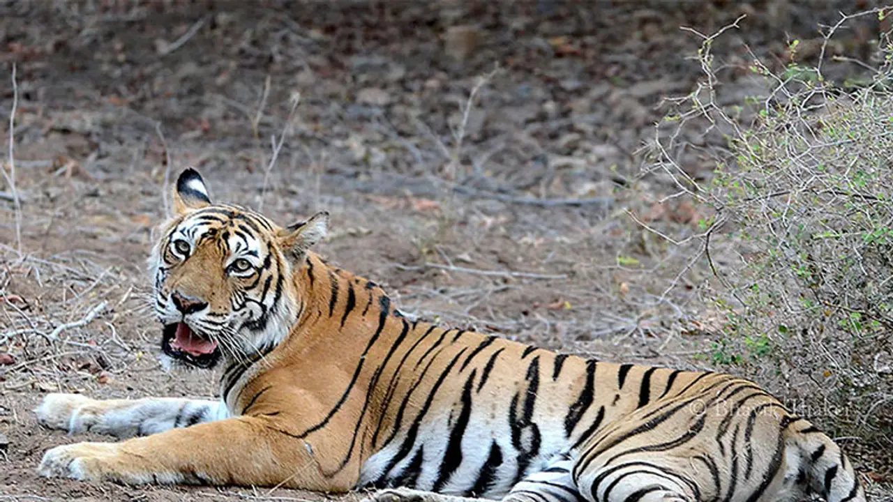 Tigress Avni’s death pits sharp shooter against Maneka Gandhi, while wildlife vet says he will drag him to court