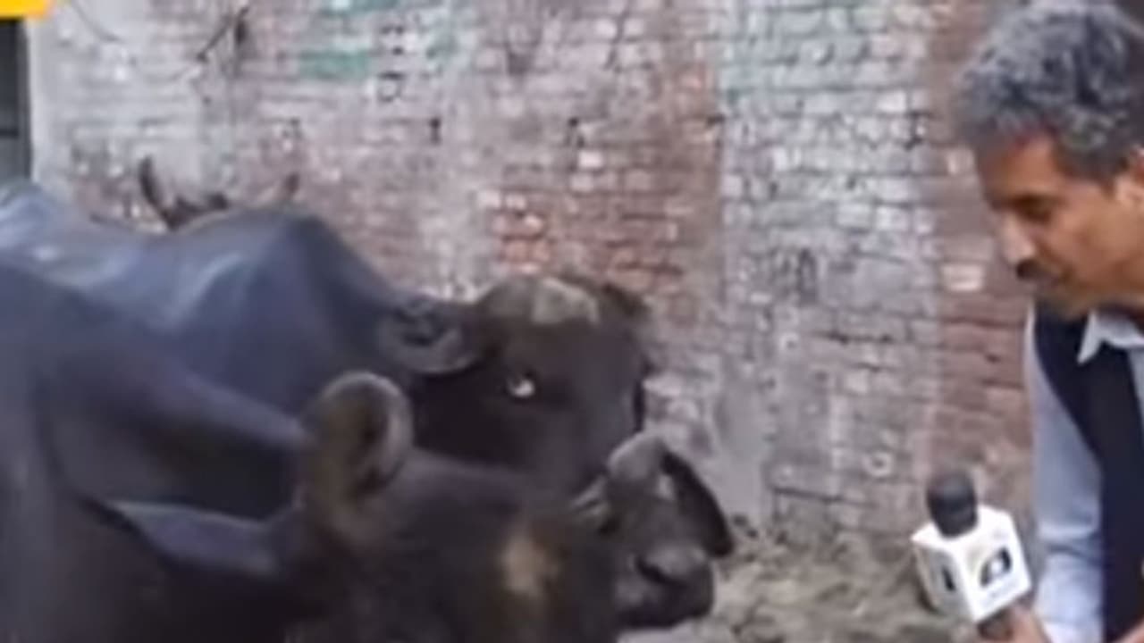 പോത്തിന്‍റെ ഇന്‍റര്‍വ്യൂ എടുക്കുന്ന വാര്‍ത്ത റിപ്പോര്‍ട്ട്