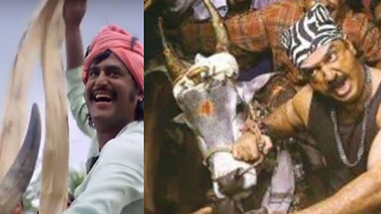 Pongal time with Jallikattu in TN for real? Here's what's on reel Pongal time with Jallikattu in TN for real? Here's what's on reel