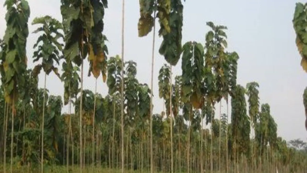 விலை மதிப்புமிக்க தேக்கு மரம் சாகுபடி செய்யும்போது இவற்றை கவனத்தில் கொள்ளவும்.. விலை மதிப்புமிக்க தேக்கு மரம் சாகுபடி செய்யும்போது இவற்றை கவனத்தில் கொள்ளவும்..