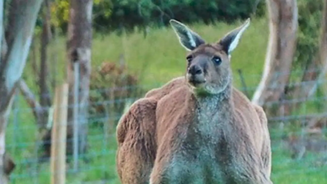Is this the buffest looking kangaroo you have ever seen? Is this the buffest looking kangaroo you have ever seen?