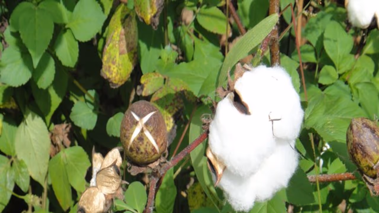 பருத்தி சிவப்பு நிறமாக மாற இதுதான் காரணம்; இந்த குறைப்பாட்டுக்கு தீர்வு இதுதான்... பருத்தி சிவப்பு நிறமாக மாற இதுதான் காரணம்; இந்த குறைப்பாட்டுக்கு தீர்வு இதுதான்...