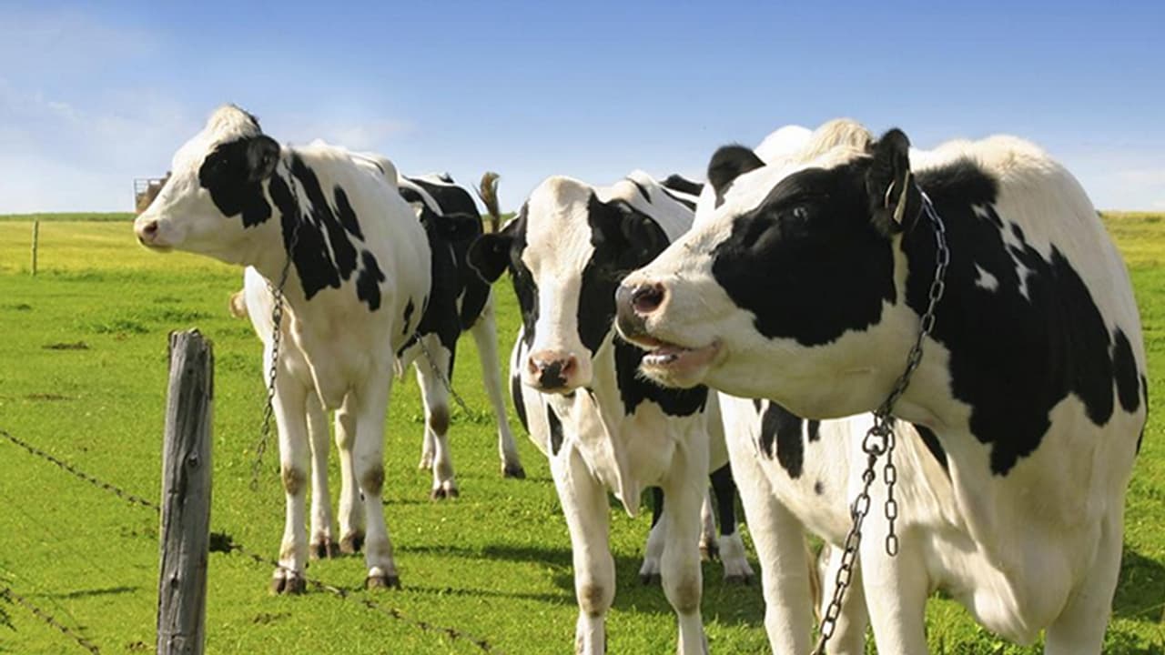 ಗಡಿದಾಟಿ ಬೇರೆ ದೇಶಕ್ಕೆ ಹೋದ ಹಸುವಿಗೆ ಗಲ್ಲು! ಗಡಿದಾಟಿ ಬೇರೆ ದೇಶಕ್ಕೆ ಹೋದ ಹಸುವಿಗೆ ಗಲ್ಲು!