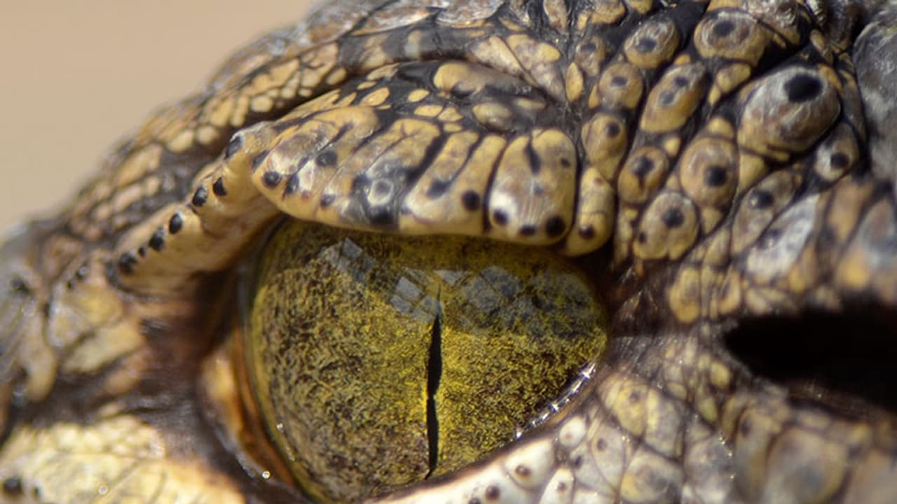 യേശുവിന്റെ അത്ഭുത പ്രവര്ത്തി അനുകരിക്കാന് ശ്രമം; ഉപദേശിയെ മുതല തിന്നു യേശുവിന്റെ അത്ഭുത പ്രവര്ത്തി അനുകരിക്കാന് ശ്രമം; ഉപദേശിയെ മുതല തിന്നു