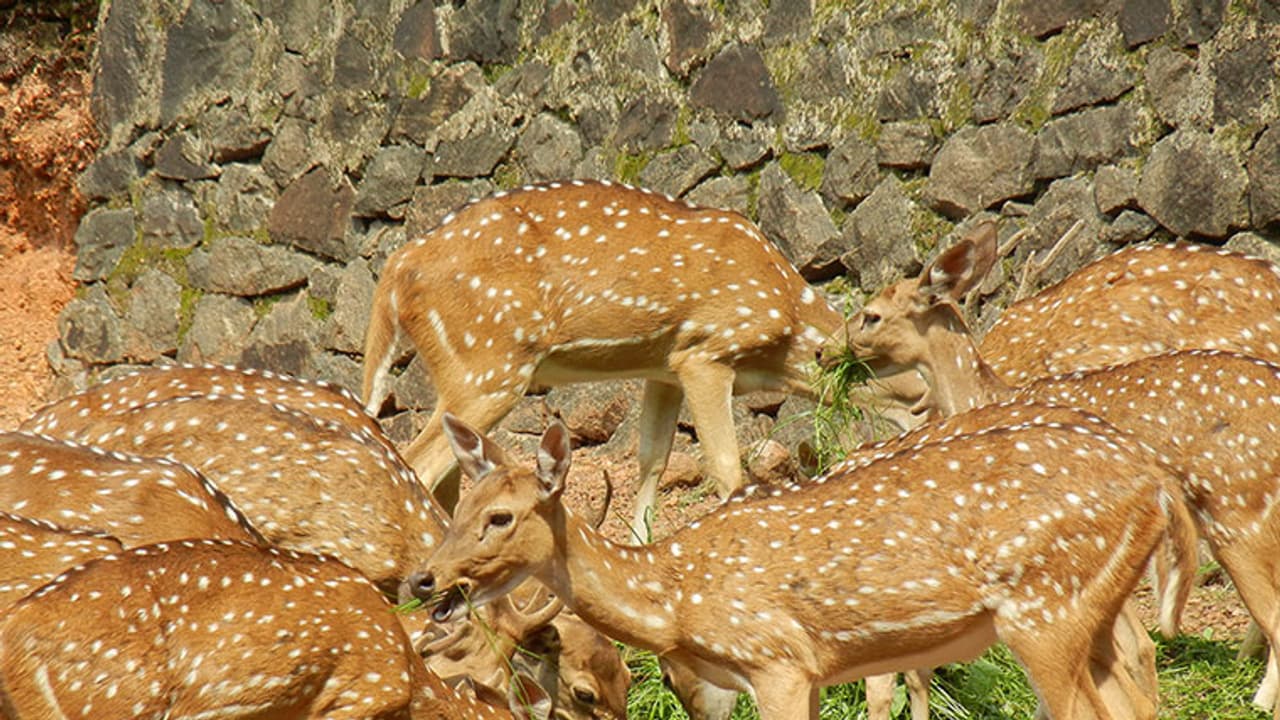 Is state run Ayurveda firm planning sex booster from antlers?