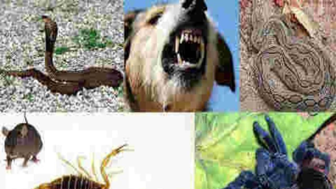 உங்களுக்குத் தெரியுமா? எந்த விஷக்கடியாக இருந்தாலும் ஐஸ், வெந்நீர் ஒத்தடம் தரக் கூடாது… உங்களுக்குத் தெரியுமா? எந்த விஷக்கடியாக இருந்தாலும் ஐஸ், வெந்நீர் ஒத்தடம் தரக் கூடாது…