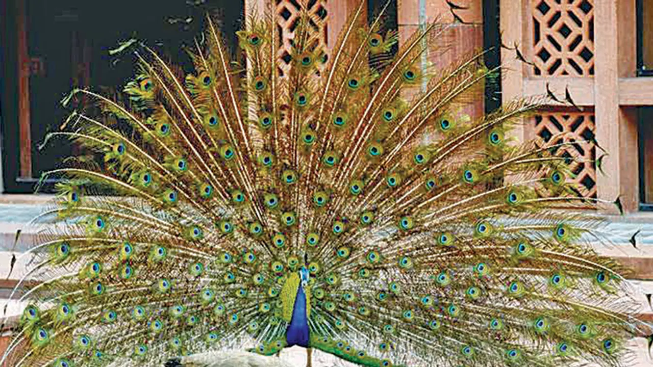 Who should bring peacocks to Vidhana Soudha park Horticulture or Forest Department?