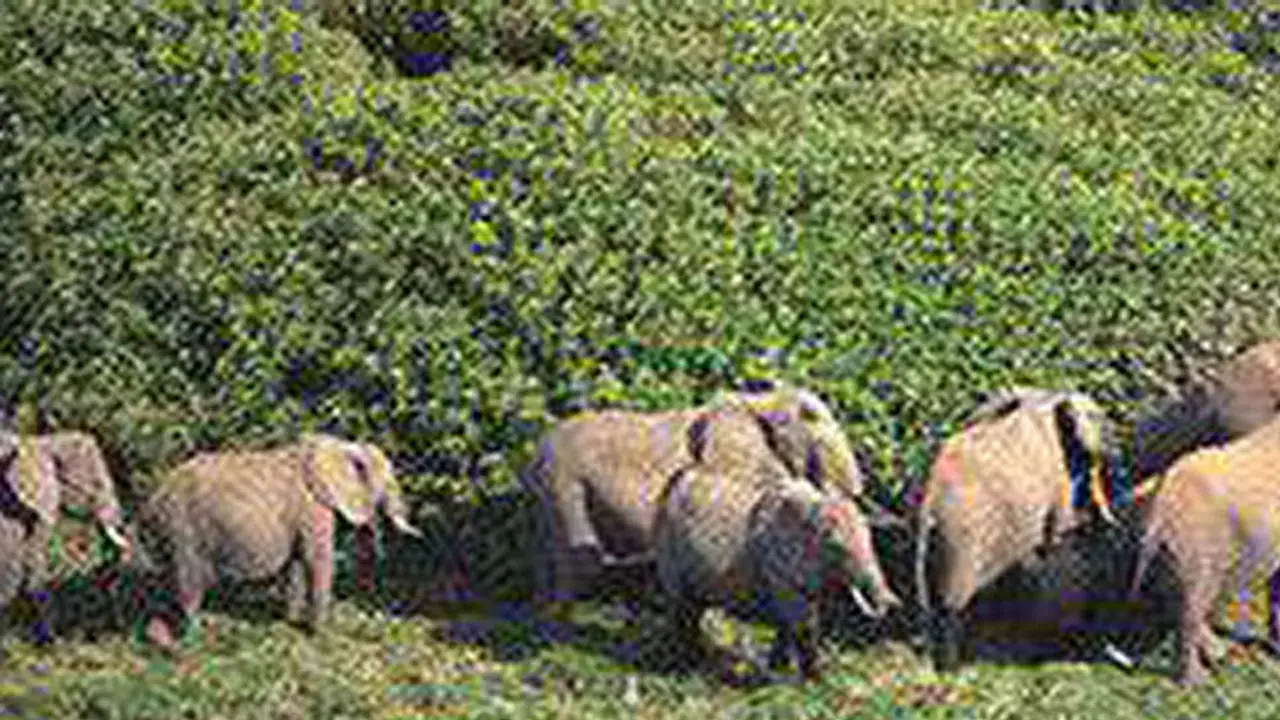 కుప్పంలో ఏనుగుల గుంపు బీభత్సం... అన్నదాతల ఆందోళన