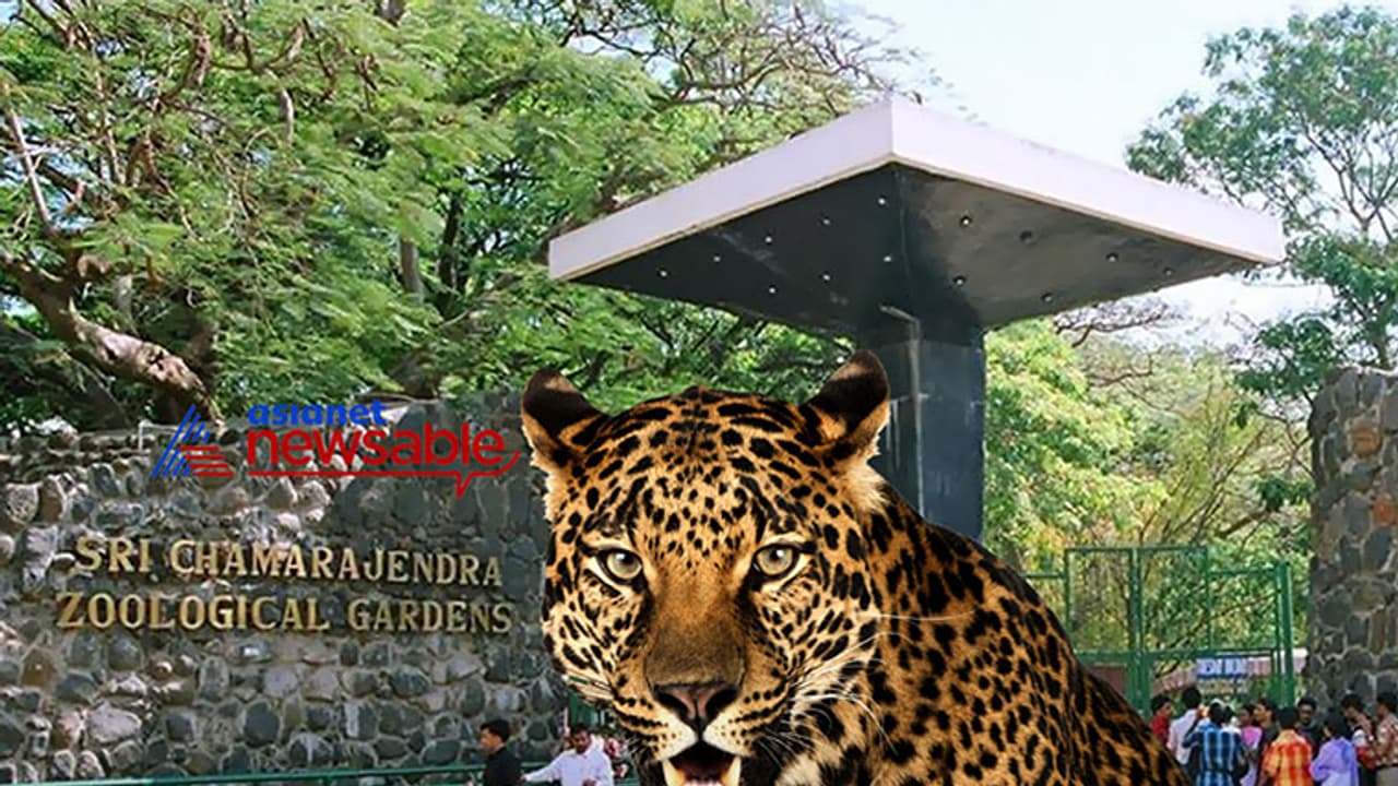 Wild leopard barges into Mysuru Zoo, no entry to public Wild leopard barges into Mysuru Zoo, no entry to public