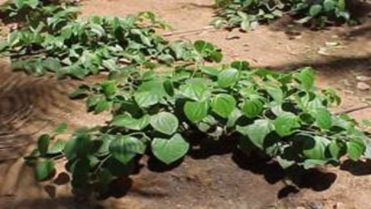 மிளகு சாகுபடி செய்ய ஏற்ற இரங்கங்கள் முதல் அறுவடை வரை ஒரு அலசல்… மிளகு சாகுபடி செய்ய ஏற்ற இரங்கங்கள் முதல் அறுவடை வரை ஒரு அலசல்…