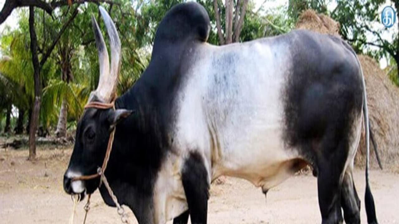 இந்தியாவில் இப்போது எஞ்சியுள்ள நாட்டு மாடுகள் இவை மட்டும்தான்... இந்தியாவில் இப்போது எஞ்சியுள்ள நாட்டு மாடுகள் இவை மட்டும்தான்...