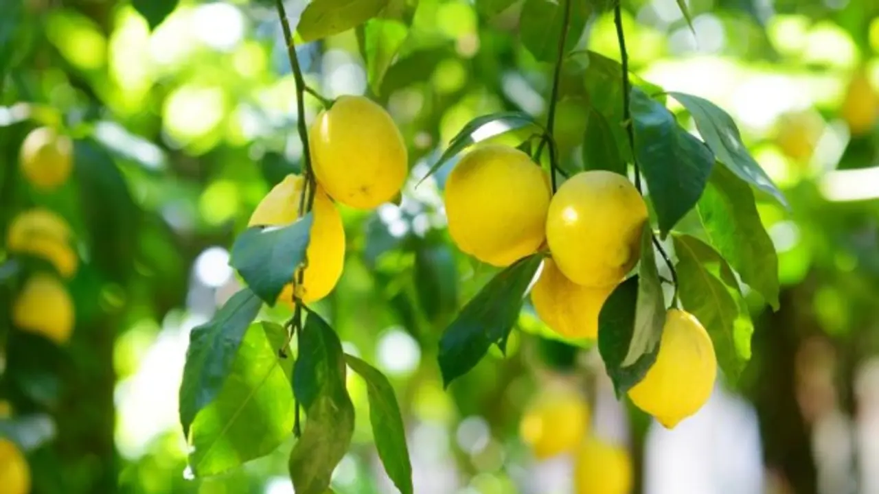 கேன்சரை தடுக்கும் லெமன் – எலுமிச்சையின் அல்டிமேட் யூஸ் என்னென்ன தெரியுமா…? கேன்சரை தடுக்கும் லெமன் – எலுமிச்சையின் அல்டிமேட் யூஸ் என்னென்ன தெரியுமா…?