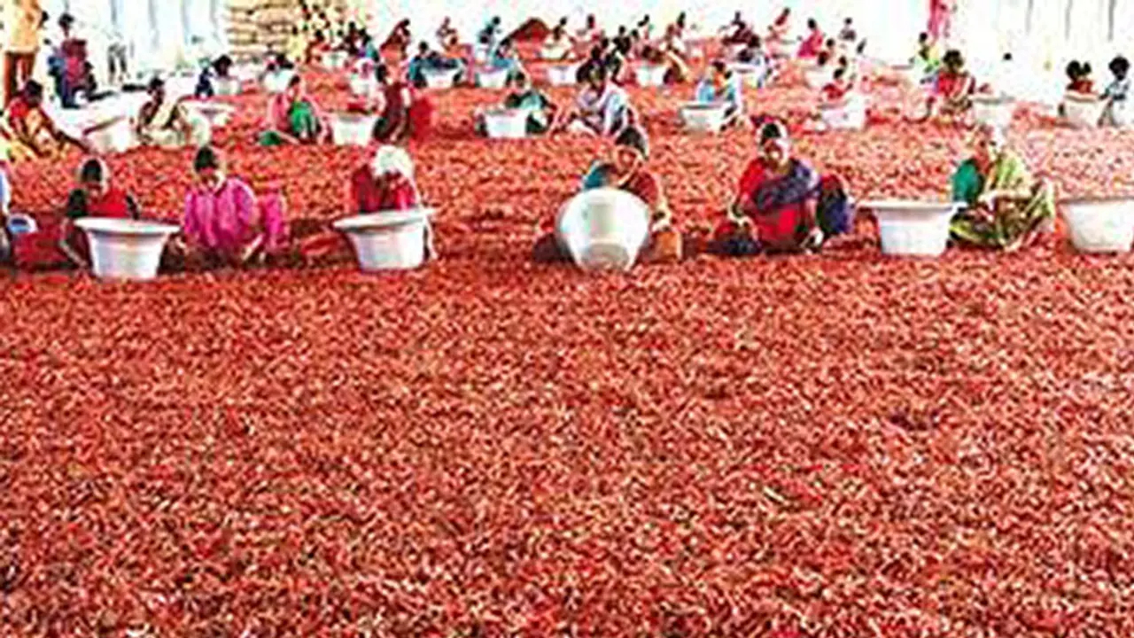 ఆరుతడి పంటలతో అనూహ్య లాభాలు.. మిర్చితో మూడు నెలల్లో రూ. 6 లక్షల ఆదాయం.. ఈ రైతు సక్సెస్ స్టోరీ ఇదే